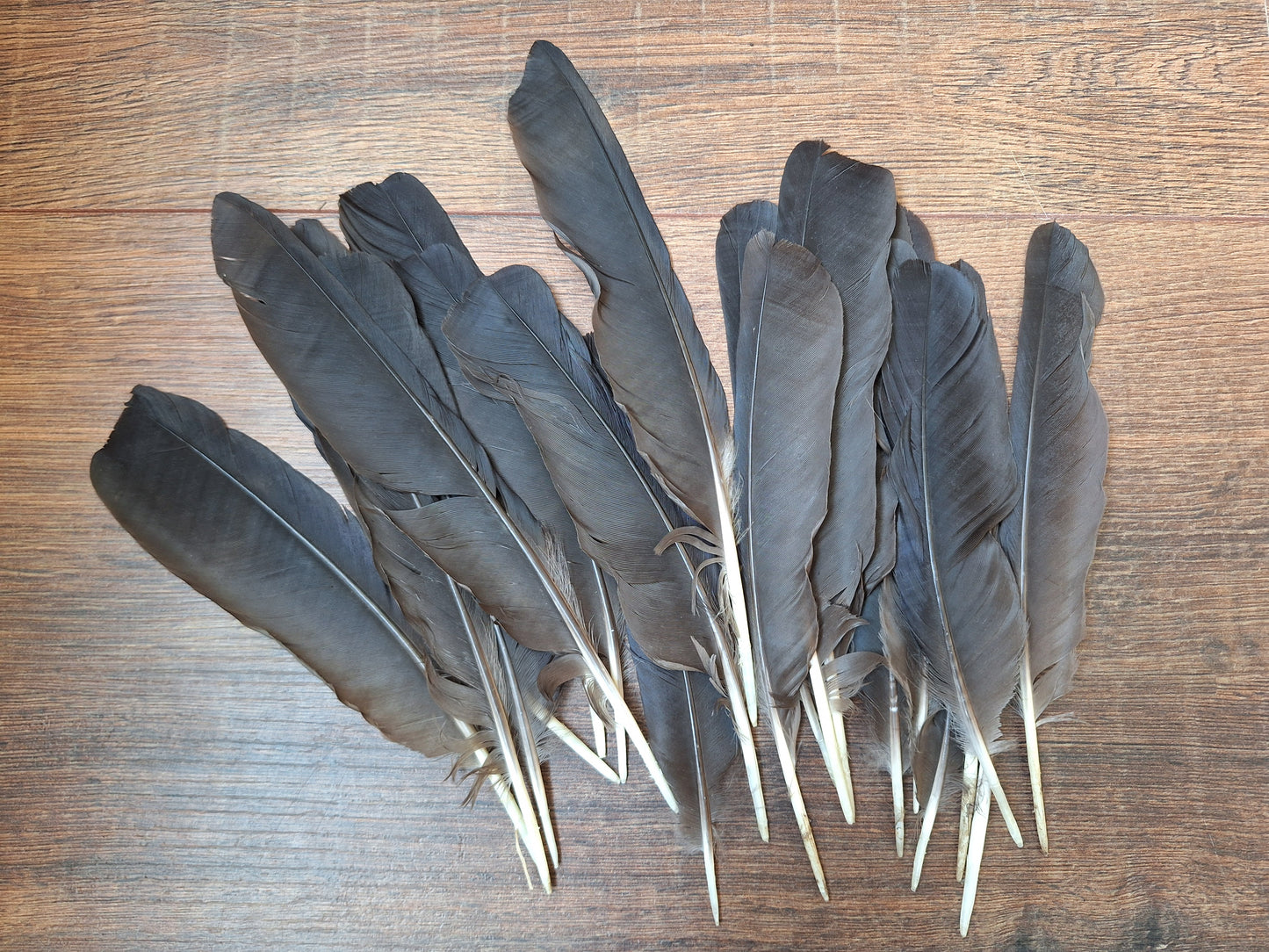 Crow feathers, set of 20