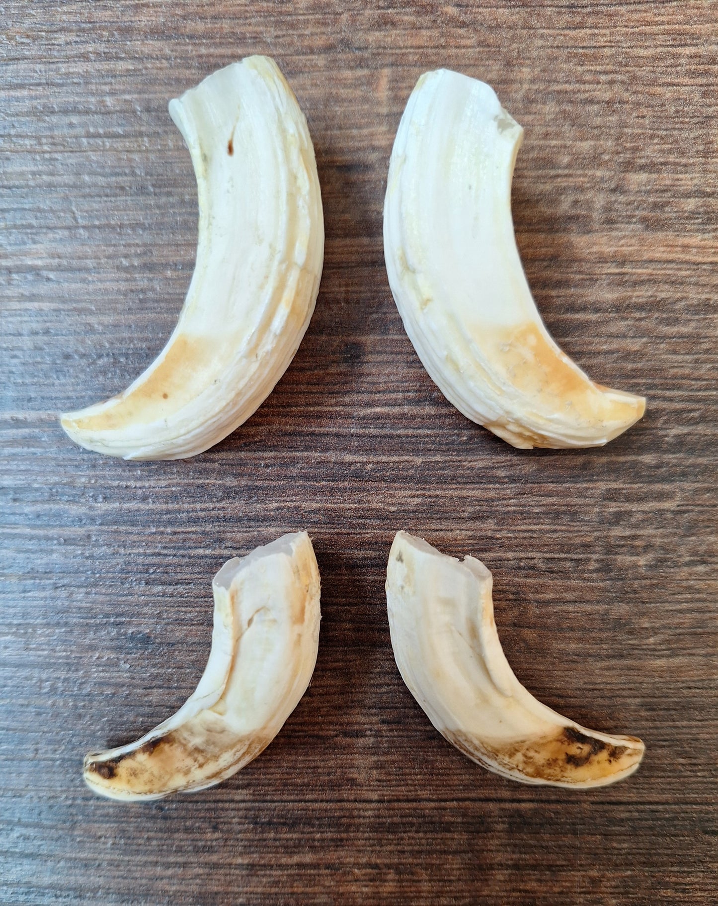 Wild boar upper jaw tusks, set of two