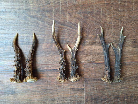 Roe deer antlers, set of two