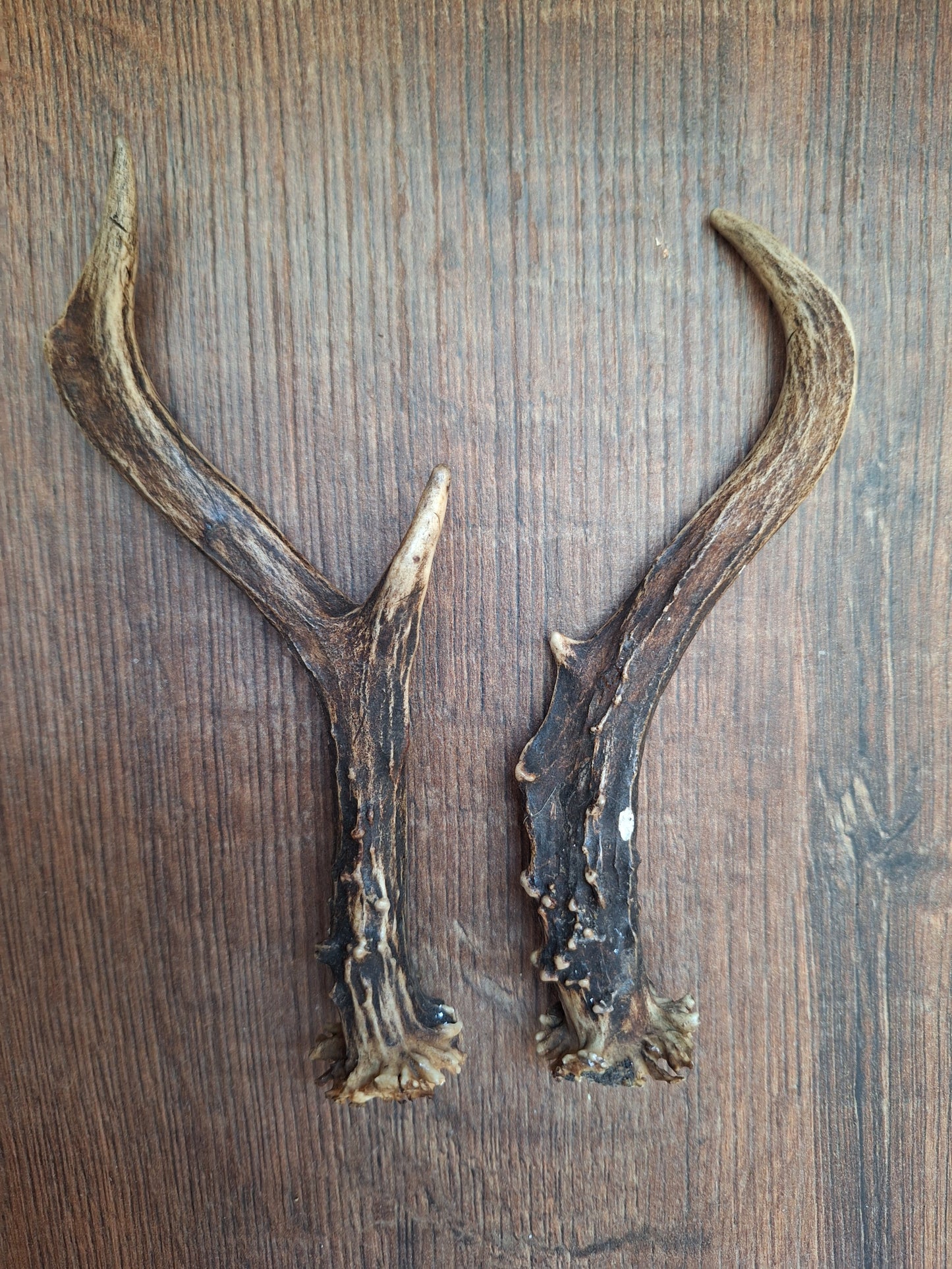 Roe deer antlers, set of two