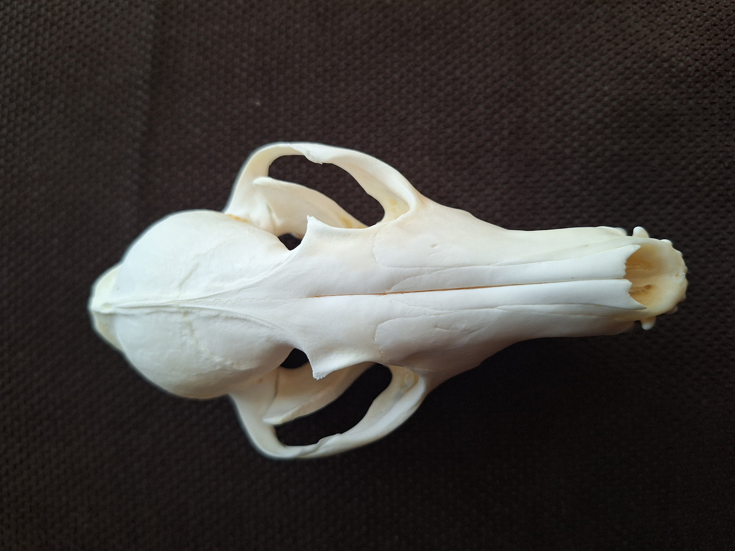 Fox skull #17