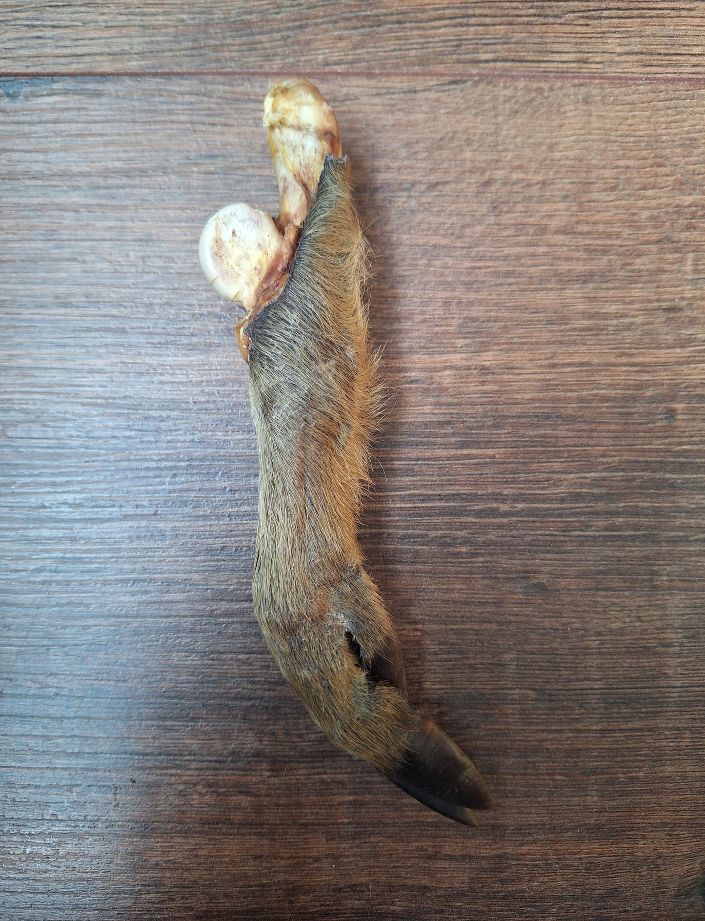 Wild boar lower legs