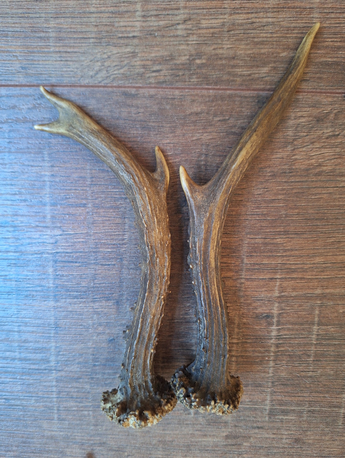 Roe deer antlers, set of two