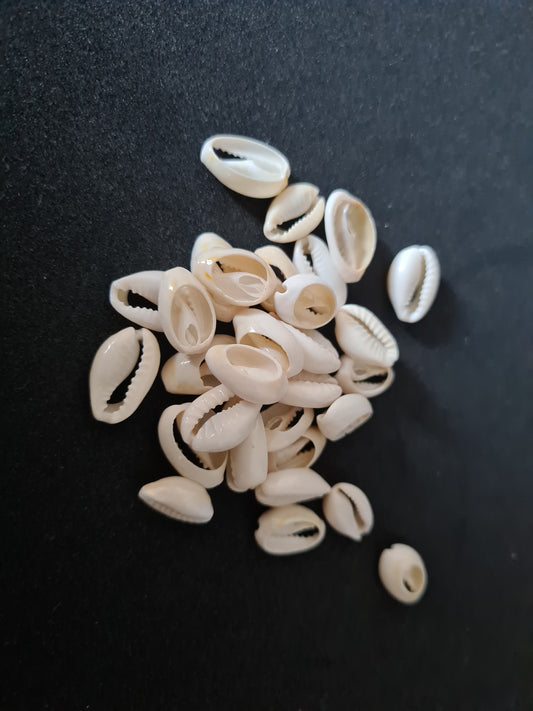 Cowrie shells small, set of 10