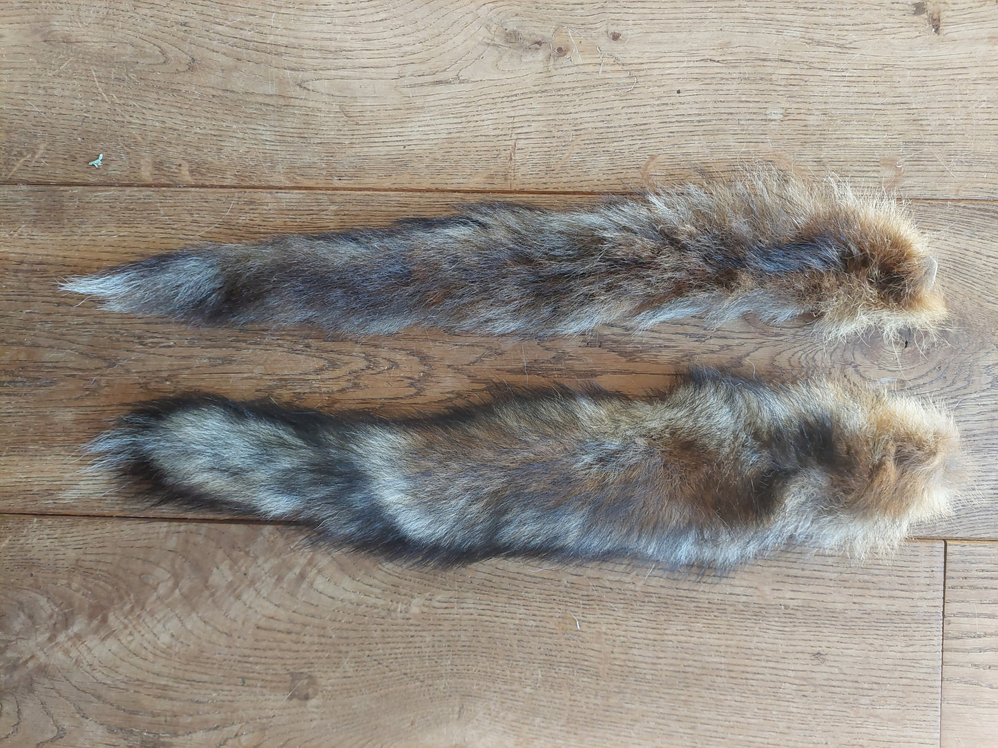 Red fox tails