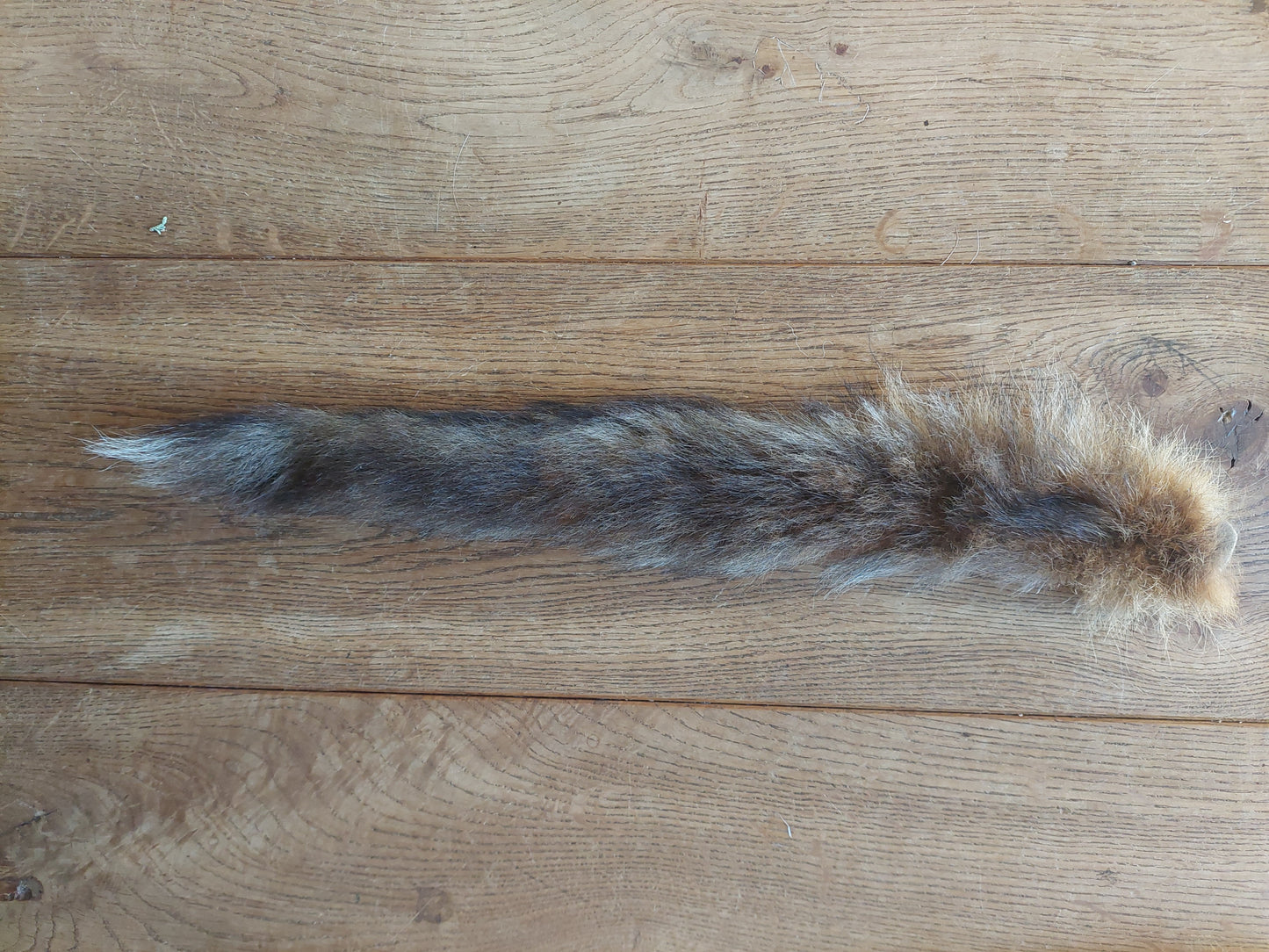 Red fox tails