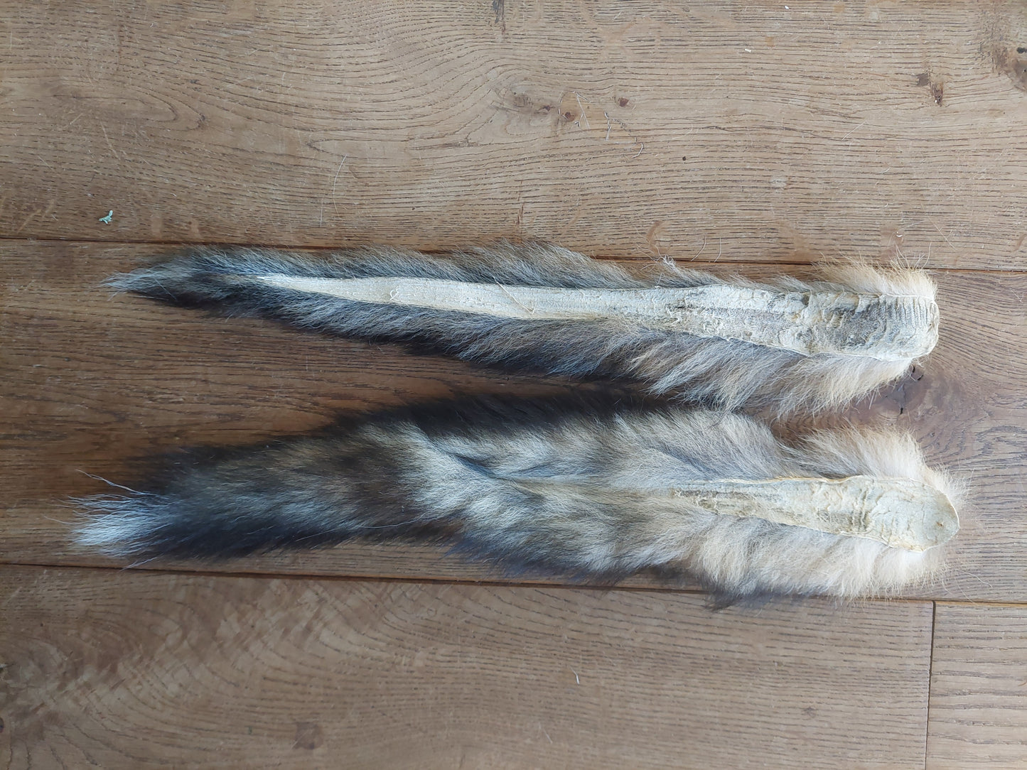 Red fox tails