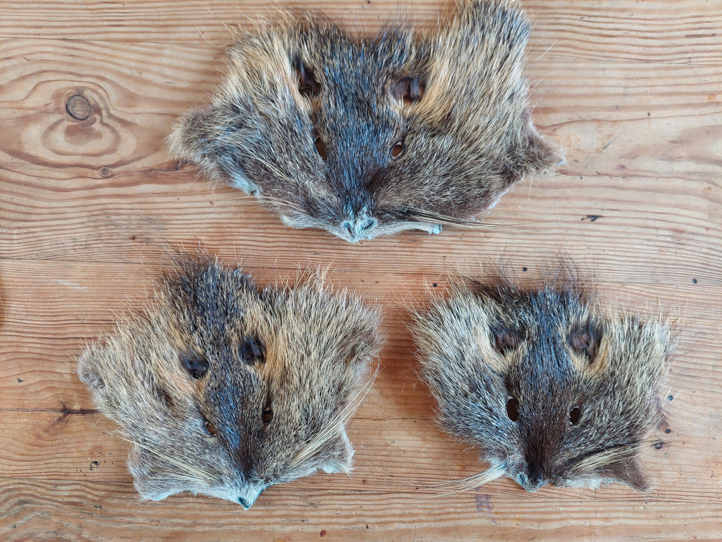 Beaver rat head skins