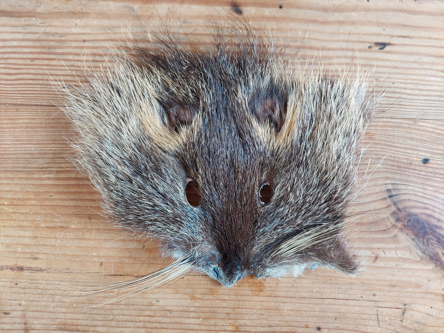 Beaver rat head skins