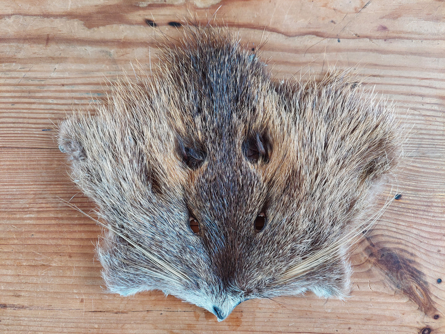 Beaver rat head skins