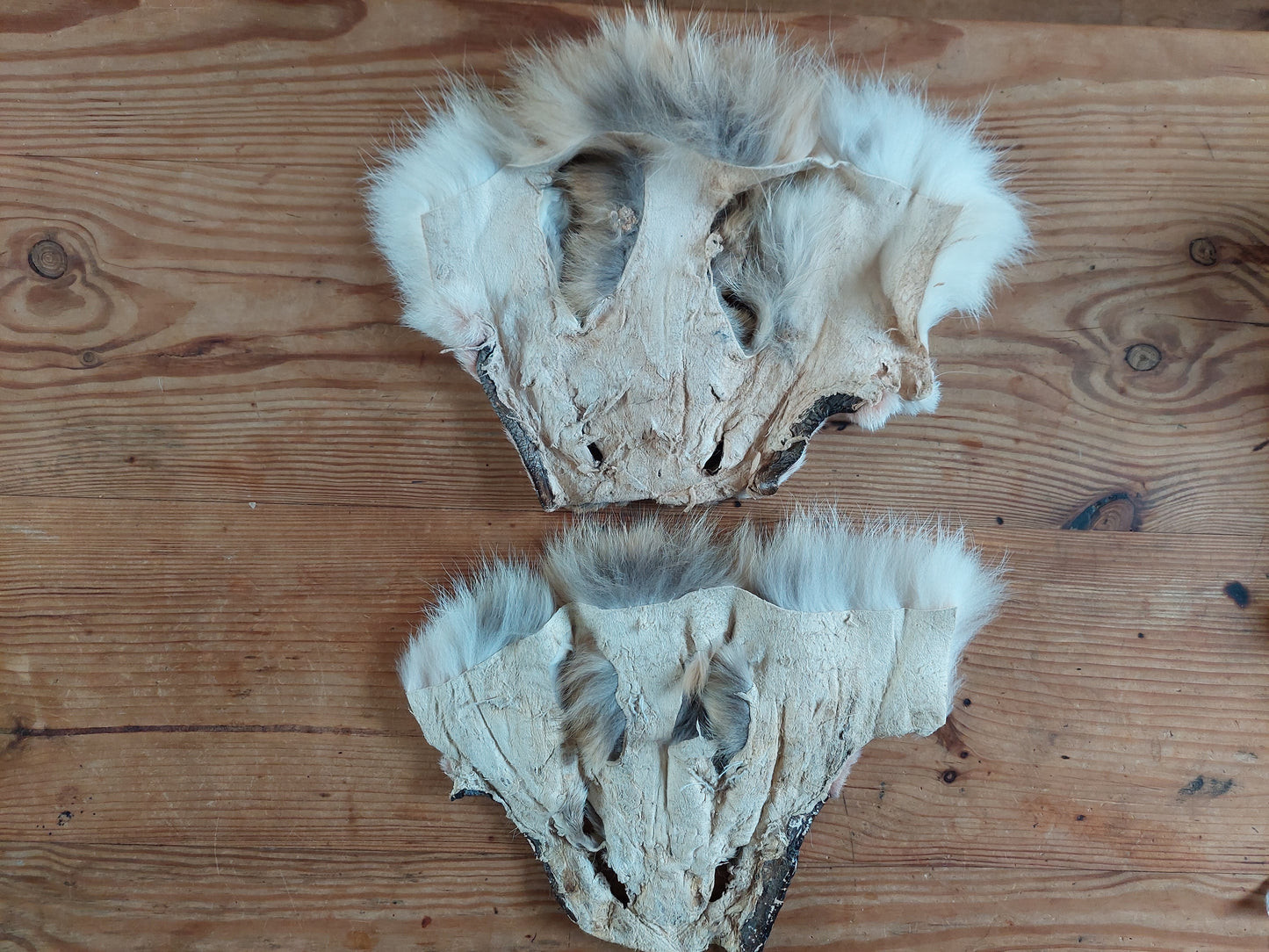 Coyote head skins