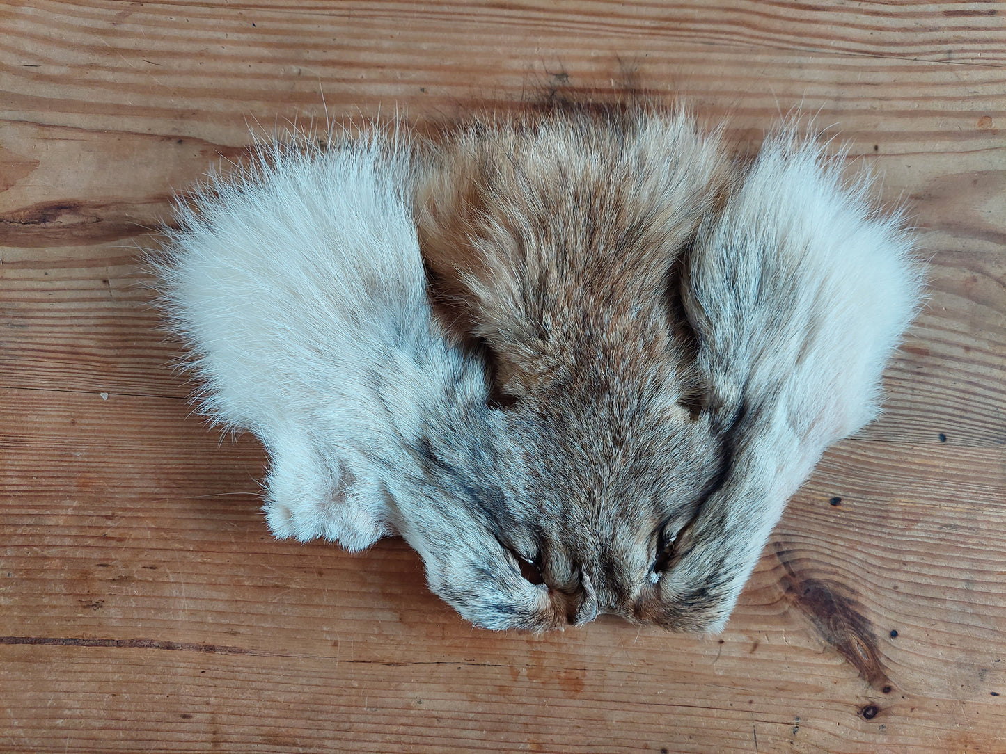 Coyote head skins