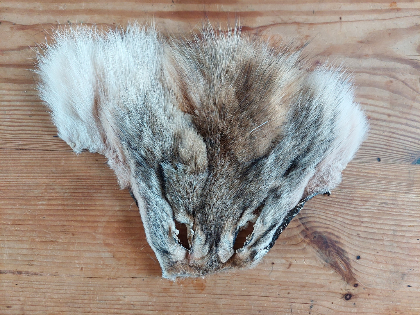 Coyote head skins