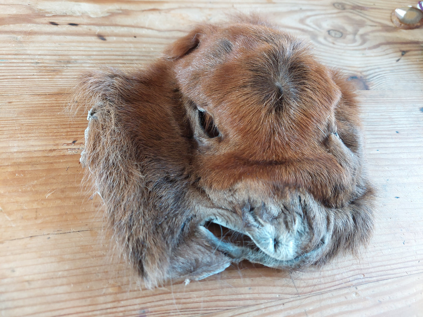 Shetlander foal head skin