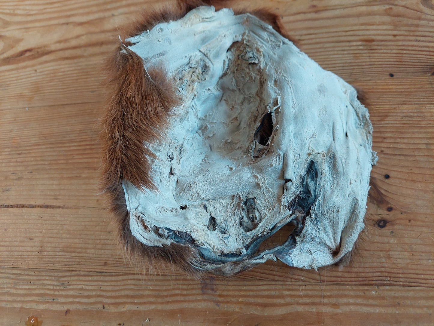 Shetlander foal head skin