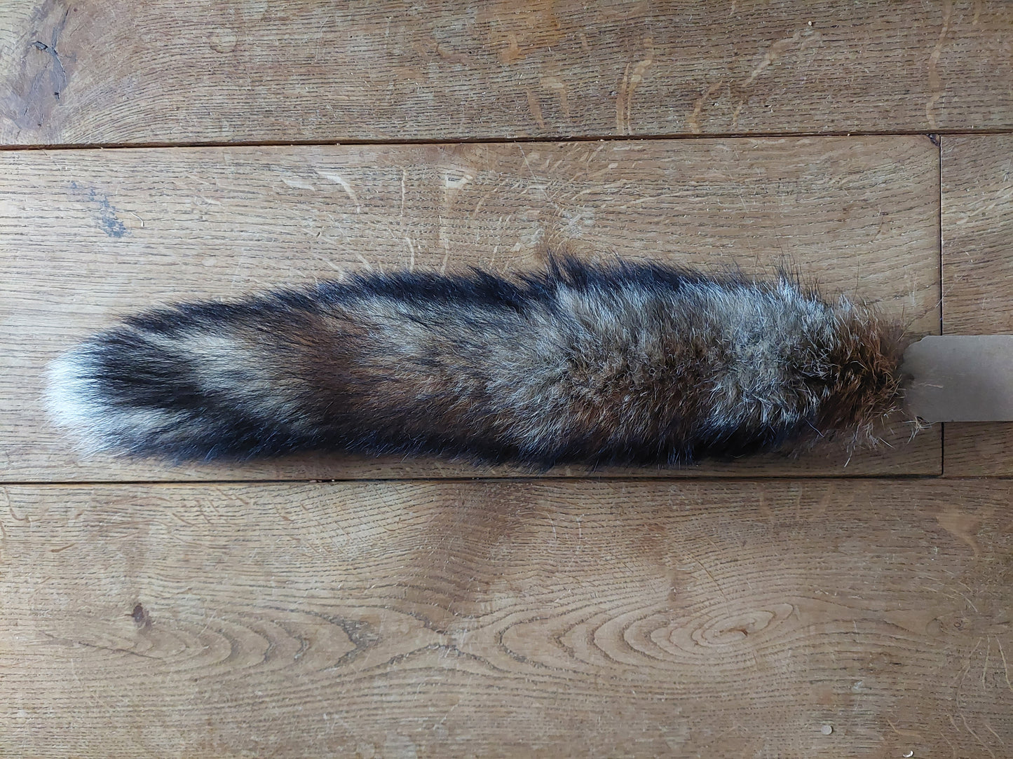 Red fox tails