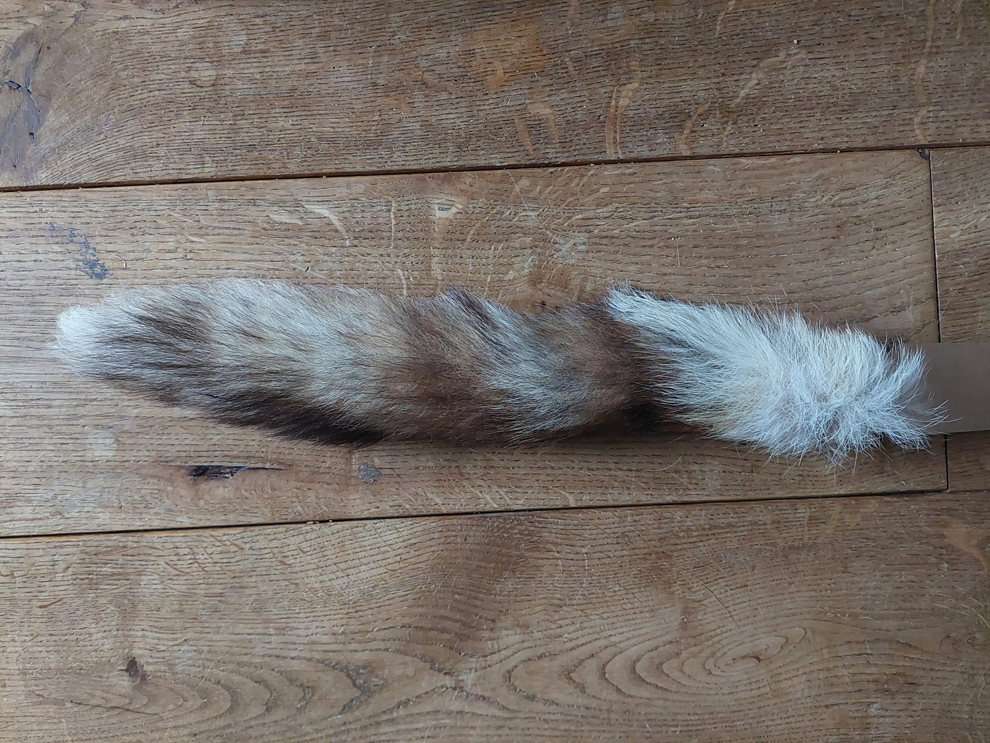 Red fox tails