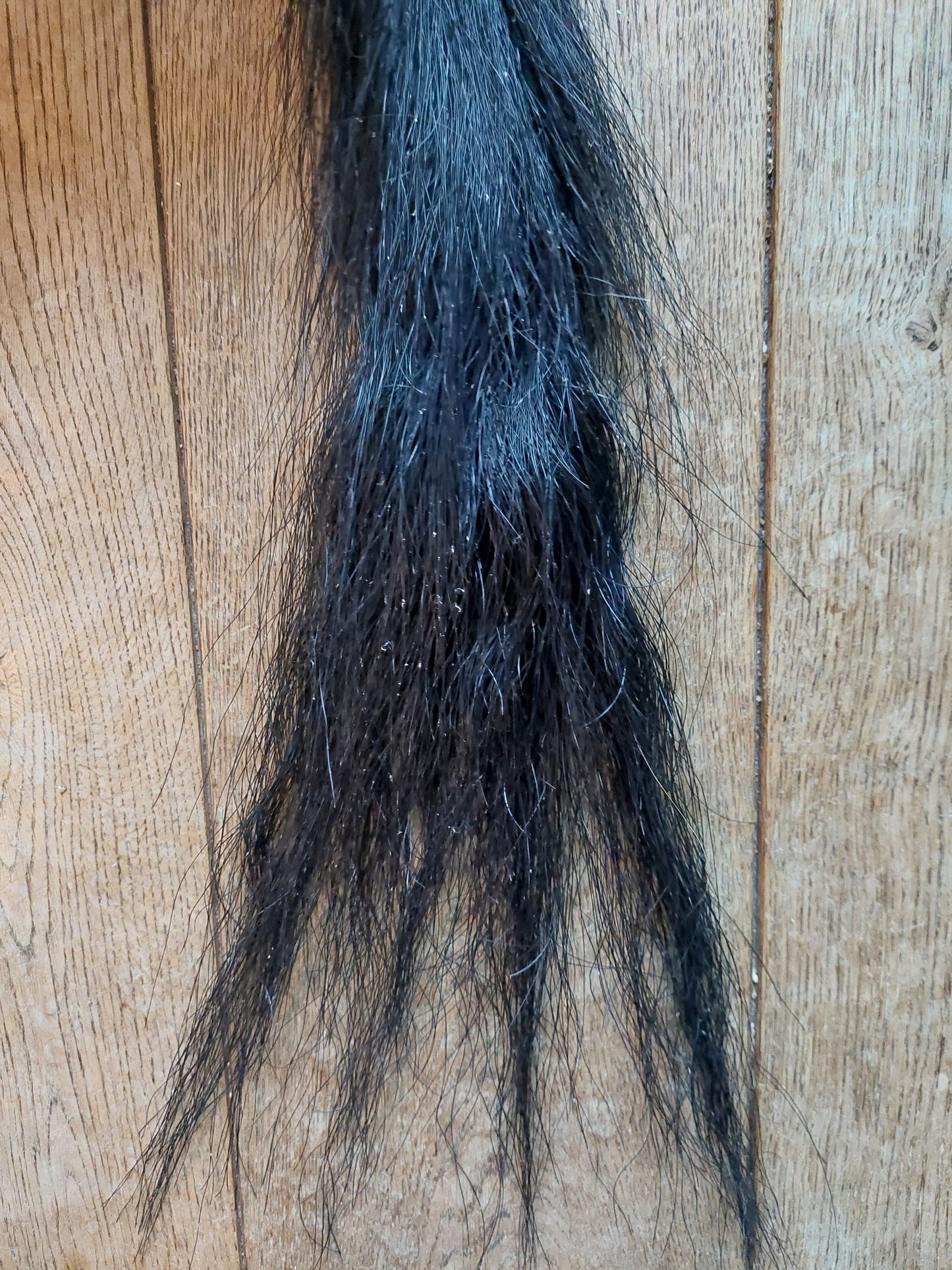 Horse tail #1