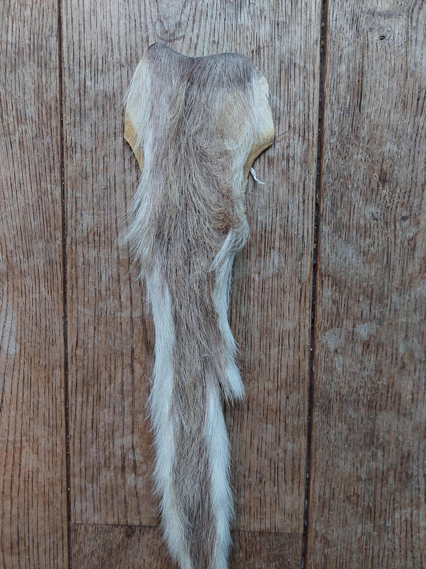 White-tailed deer tail