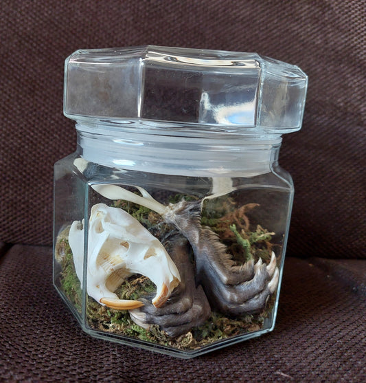 Musk rat set in glass jar