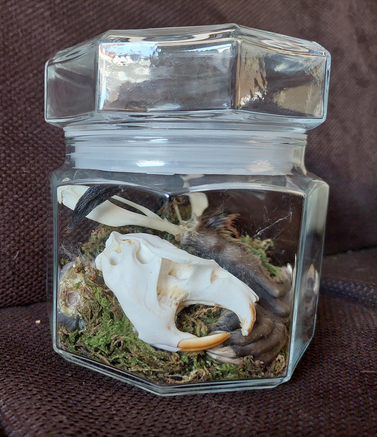 Musk rat set in glass jar
