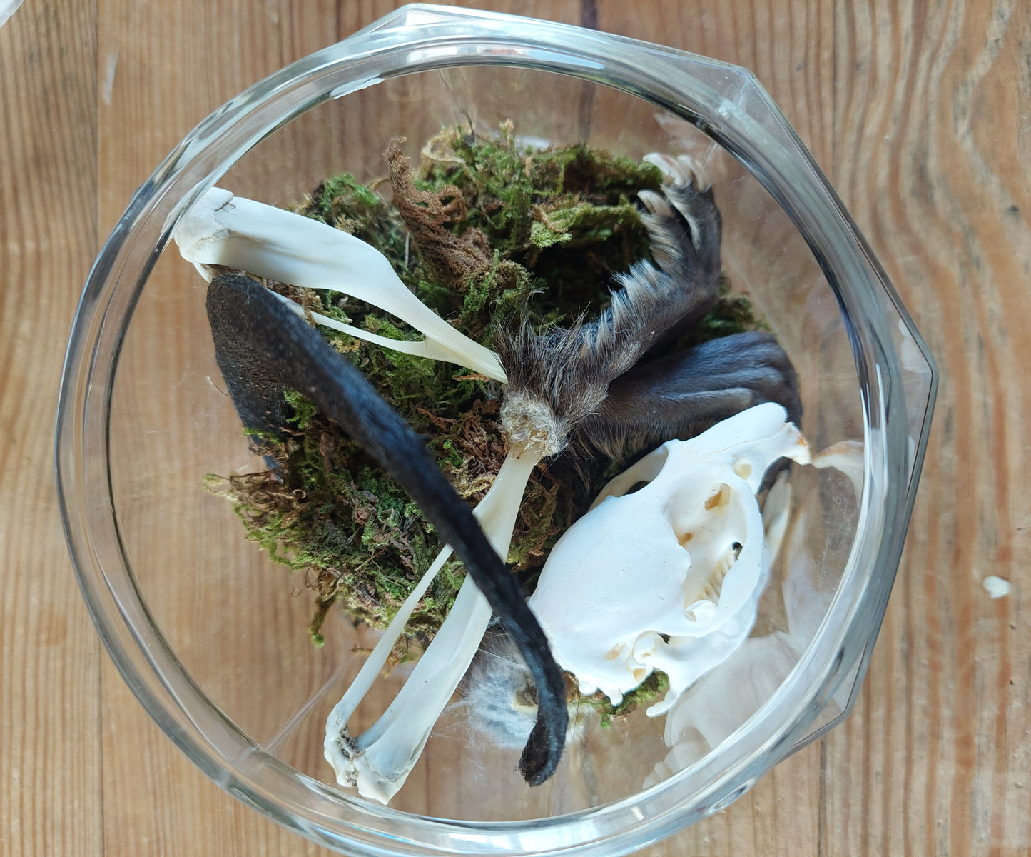 Musk rat set in glass jar