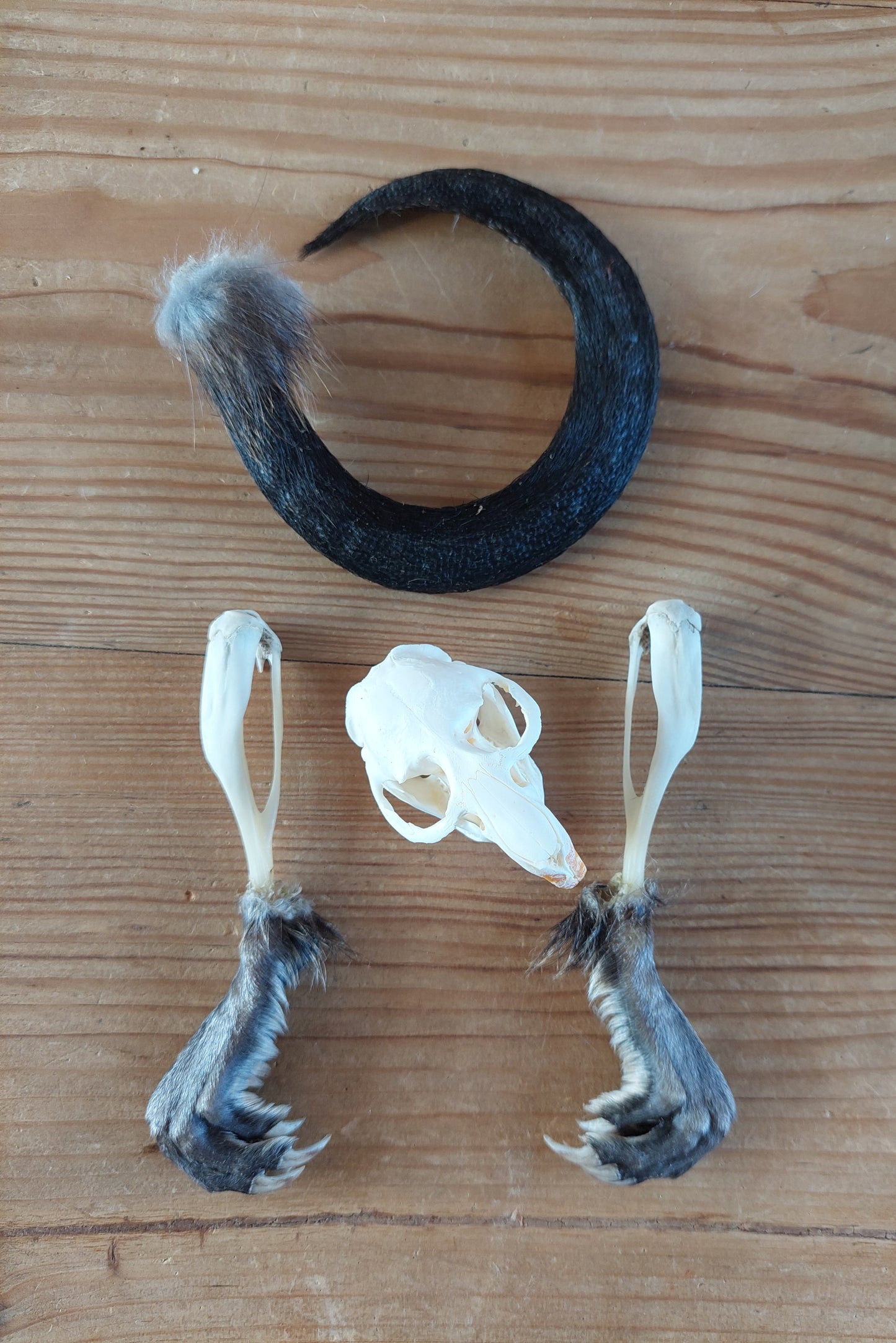 Musk rat set in glass jar