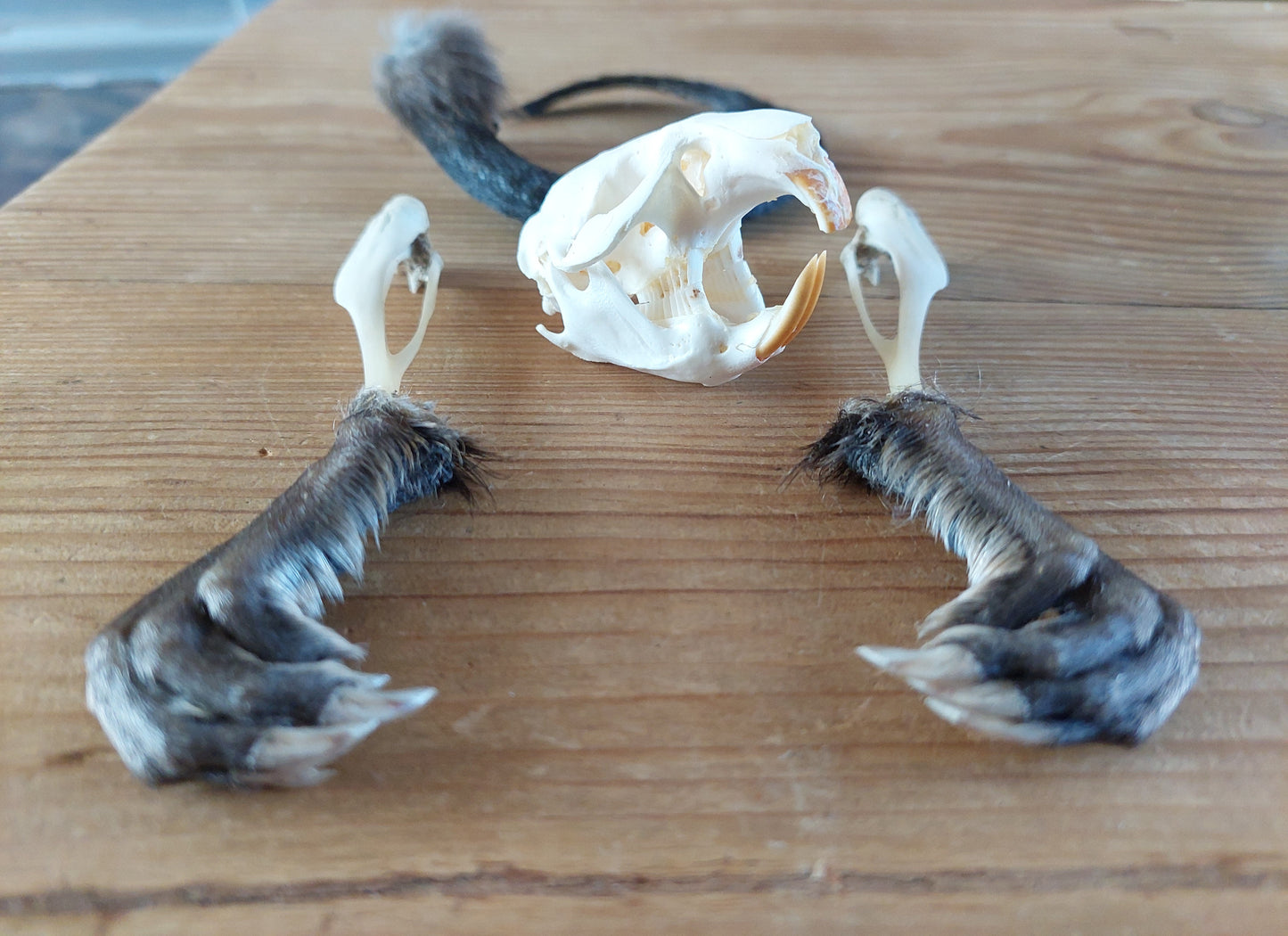 Musk rat set in glass jar