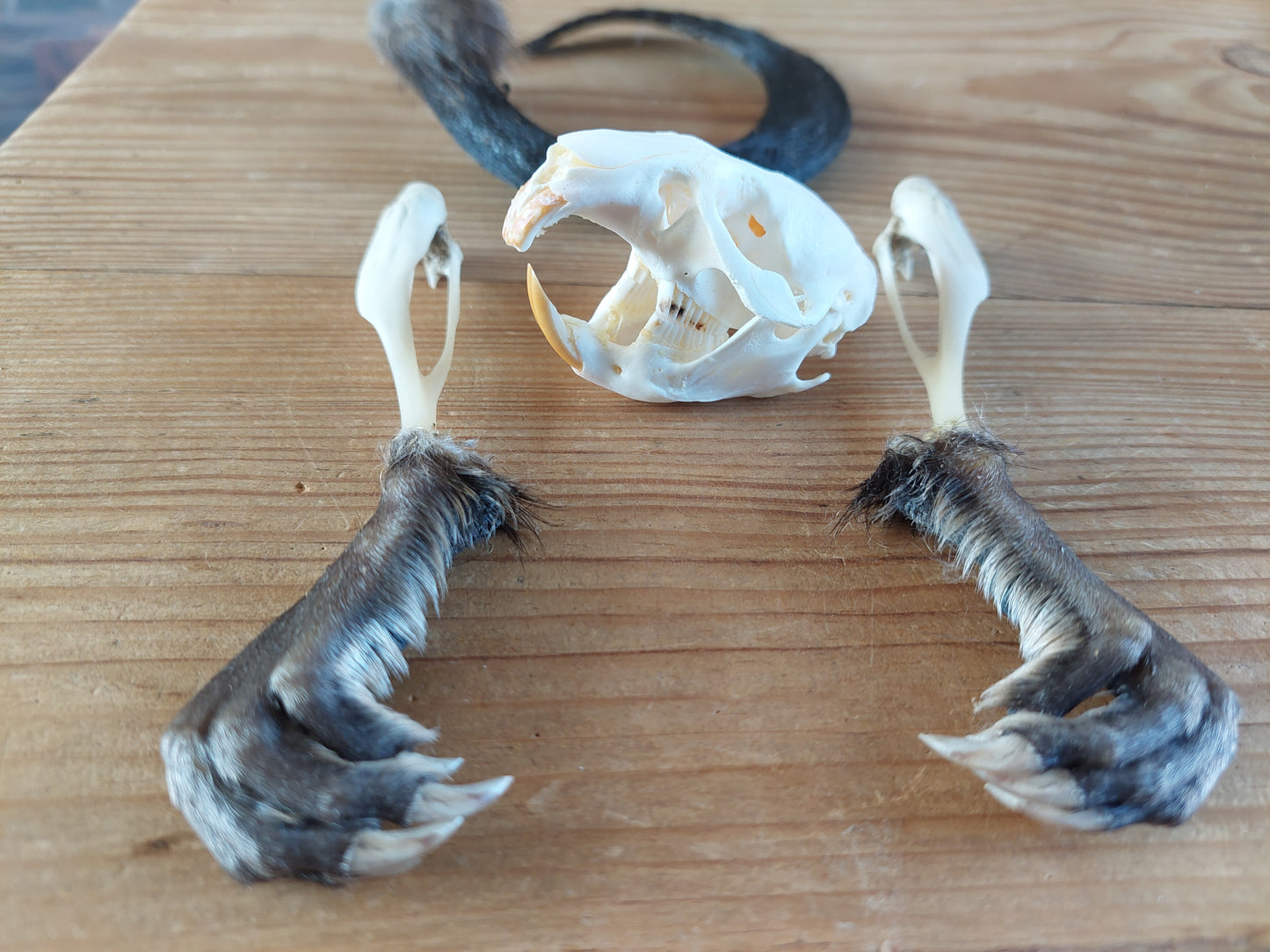 Musk rat set in glass jar