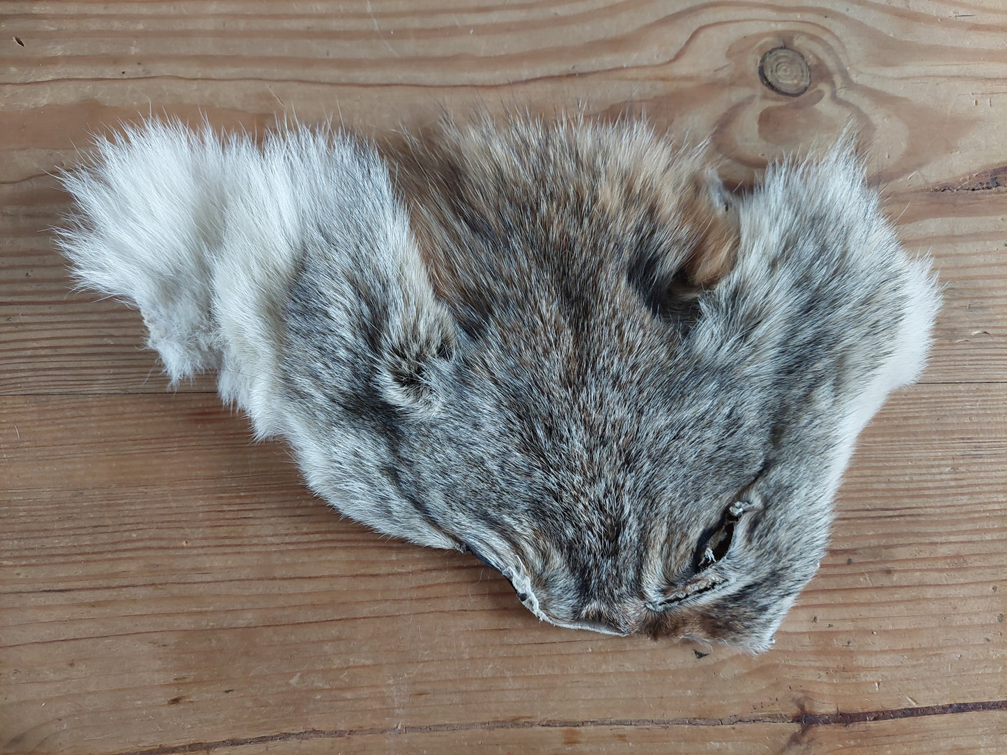 Coyote head skins