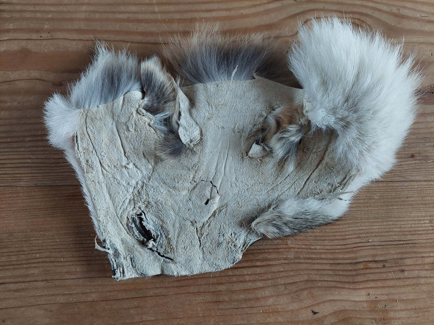 Coyote head skins