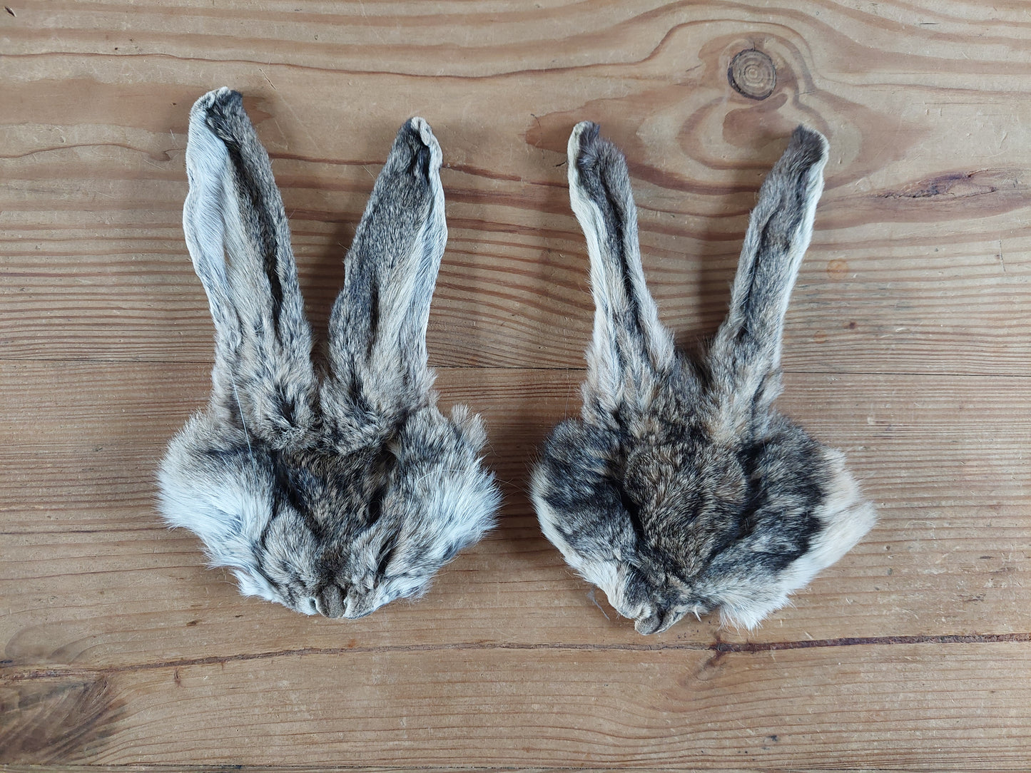 Hare head skins