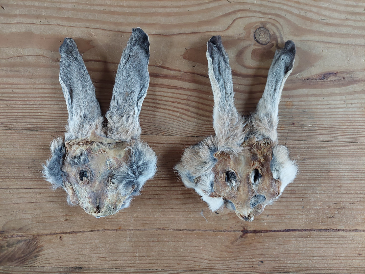 Hare head skins