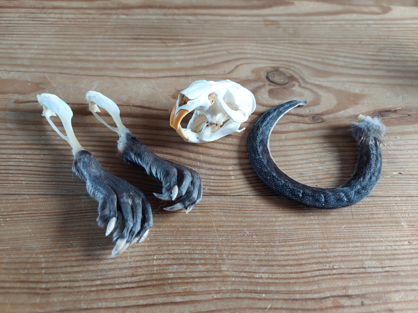 Musk rat set in glass jar