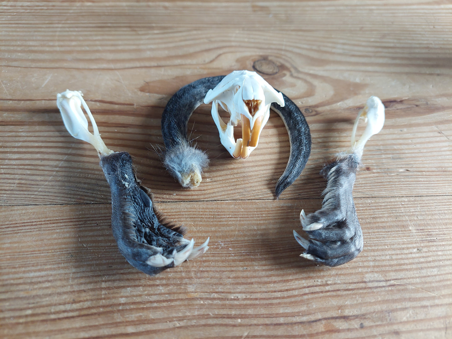 Musk rat set in glass jar