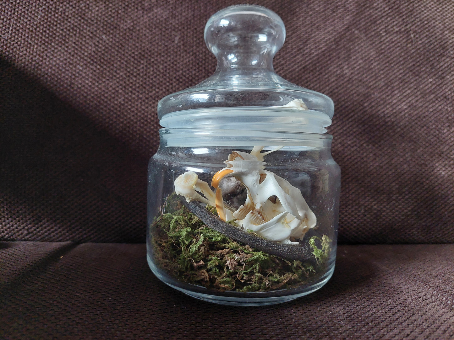 Musk rat set in glass jar