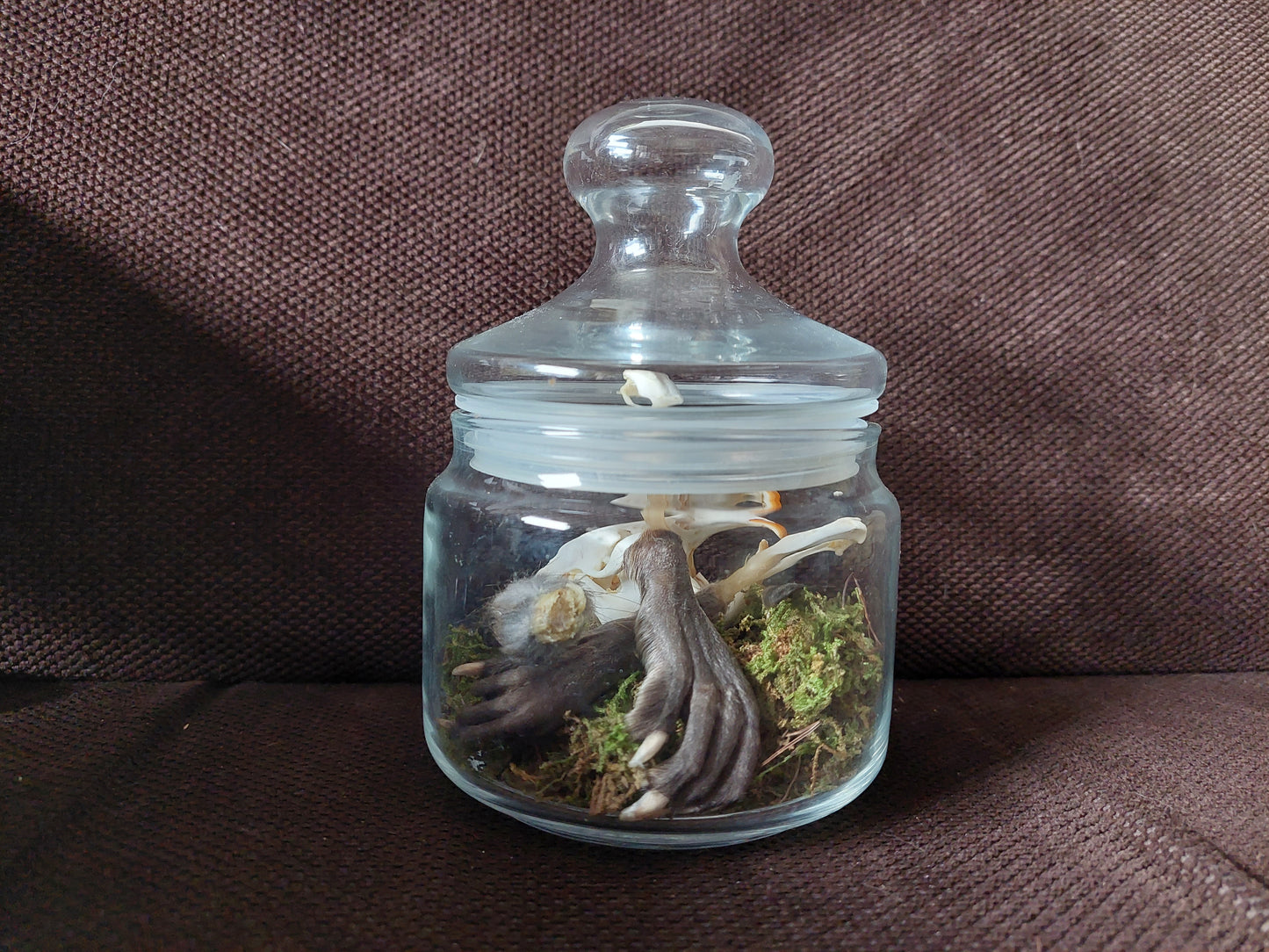 Musk rat set in glass jar