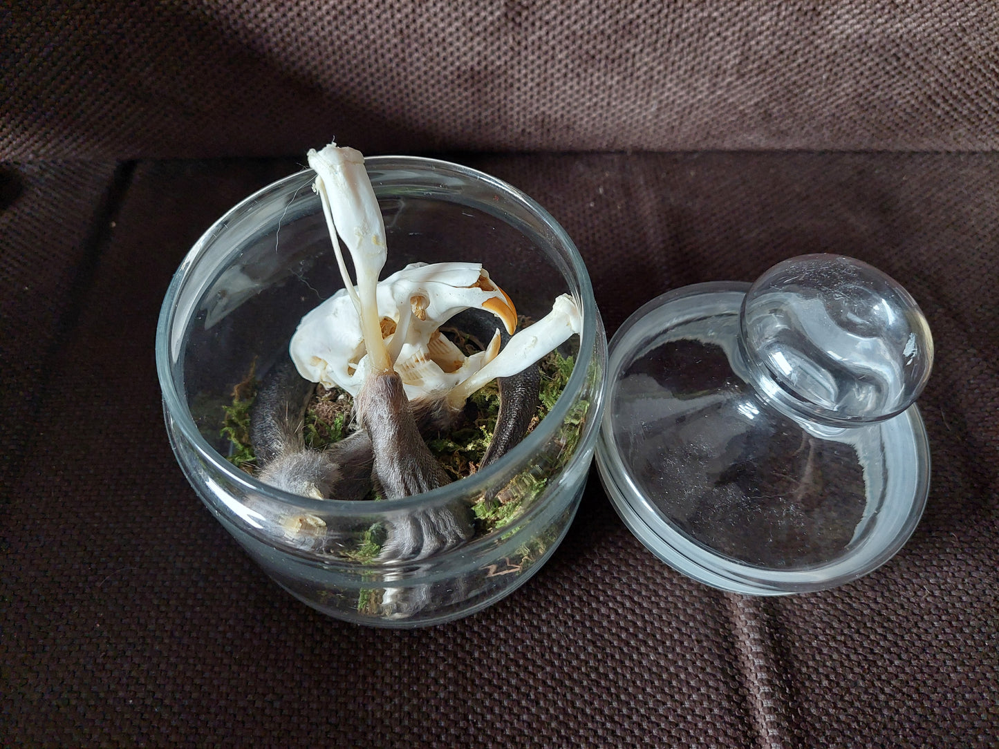 Musk rat set in glass jar
