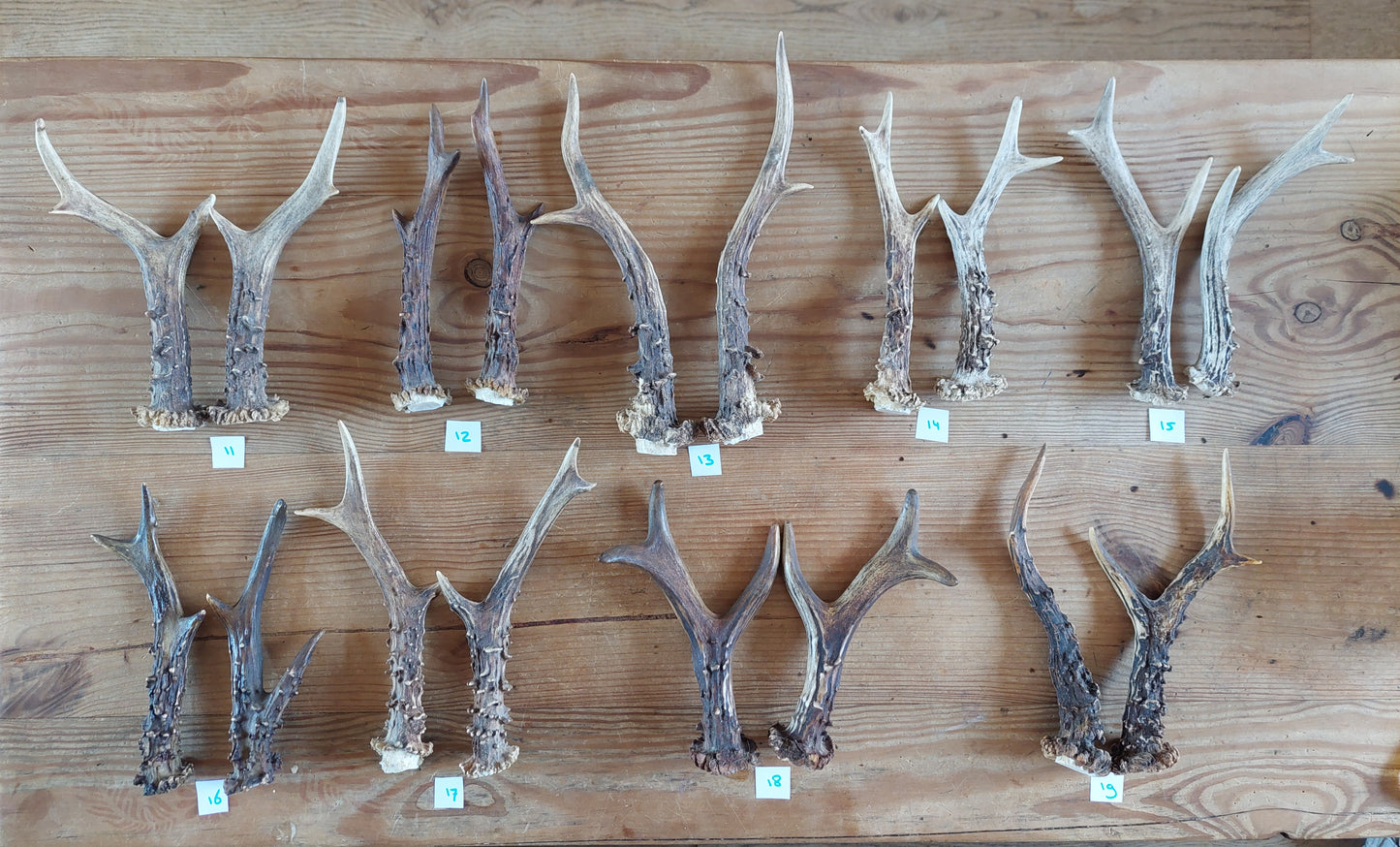 Roe deer antlers, set of two