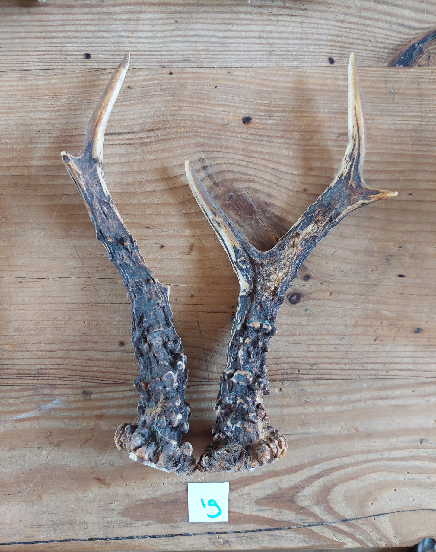 Roe deer antlers, set of two