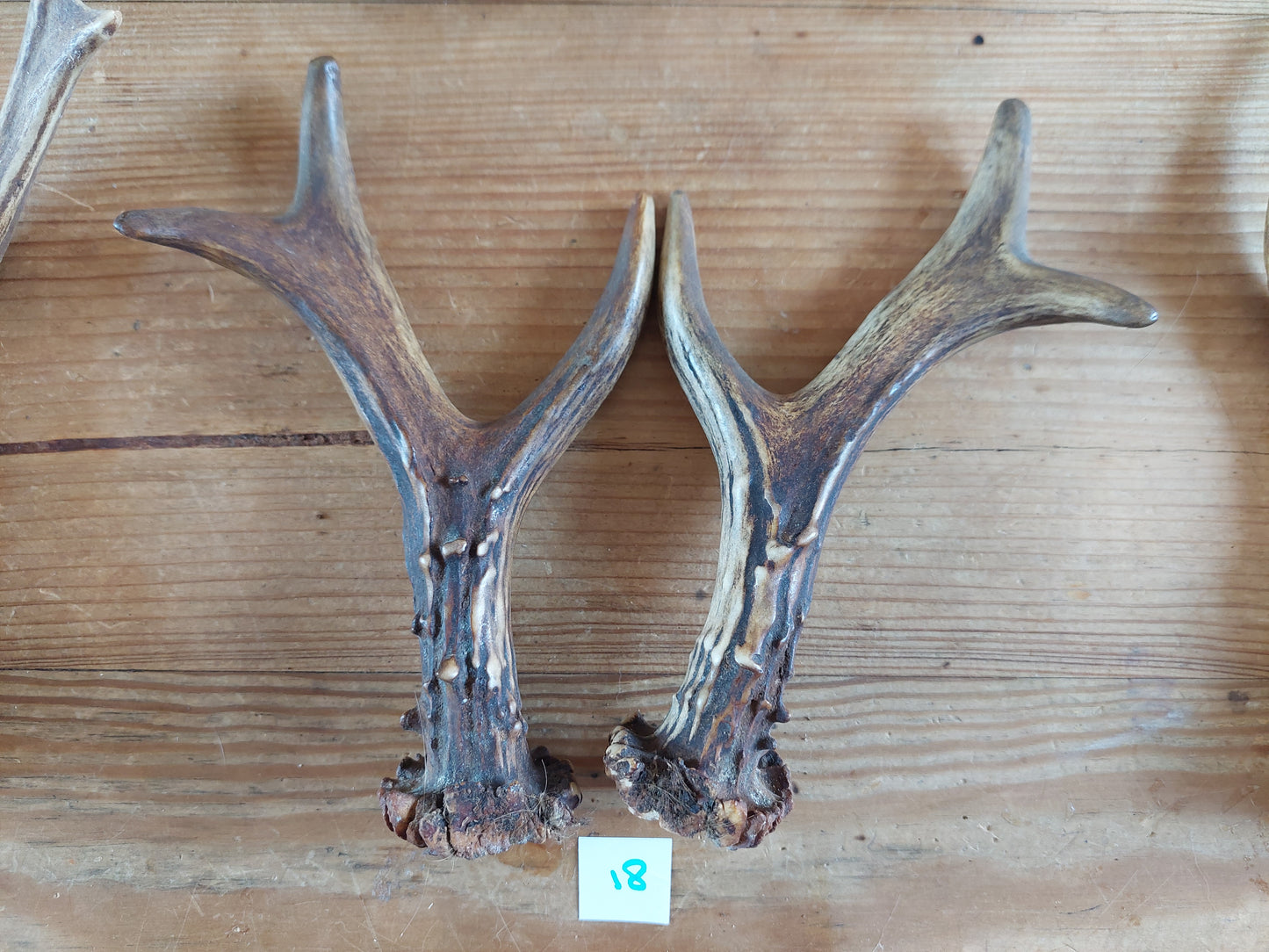 Roe deer antlers, set of two