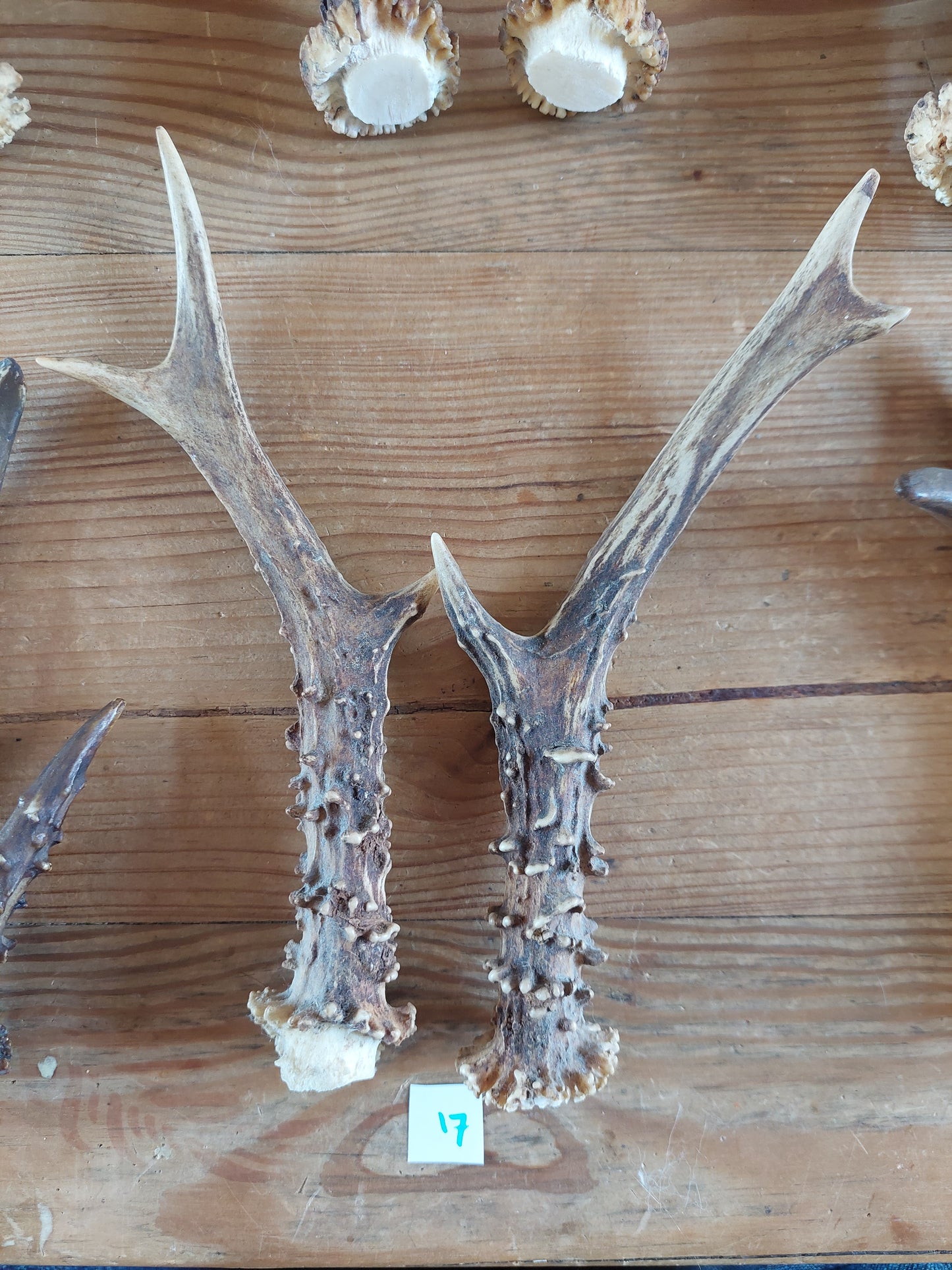 Roe deer antlers, set of two