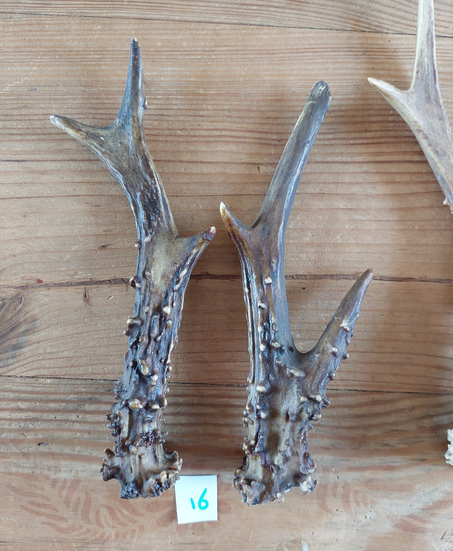 Roe deer antlers, set of two