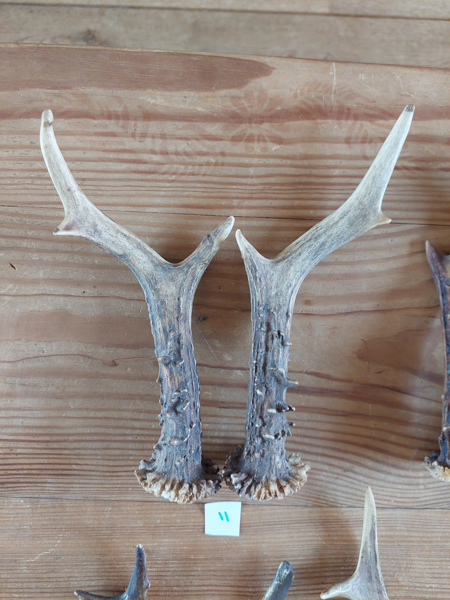 Roe deer antlers, set of two