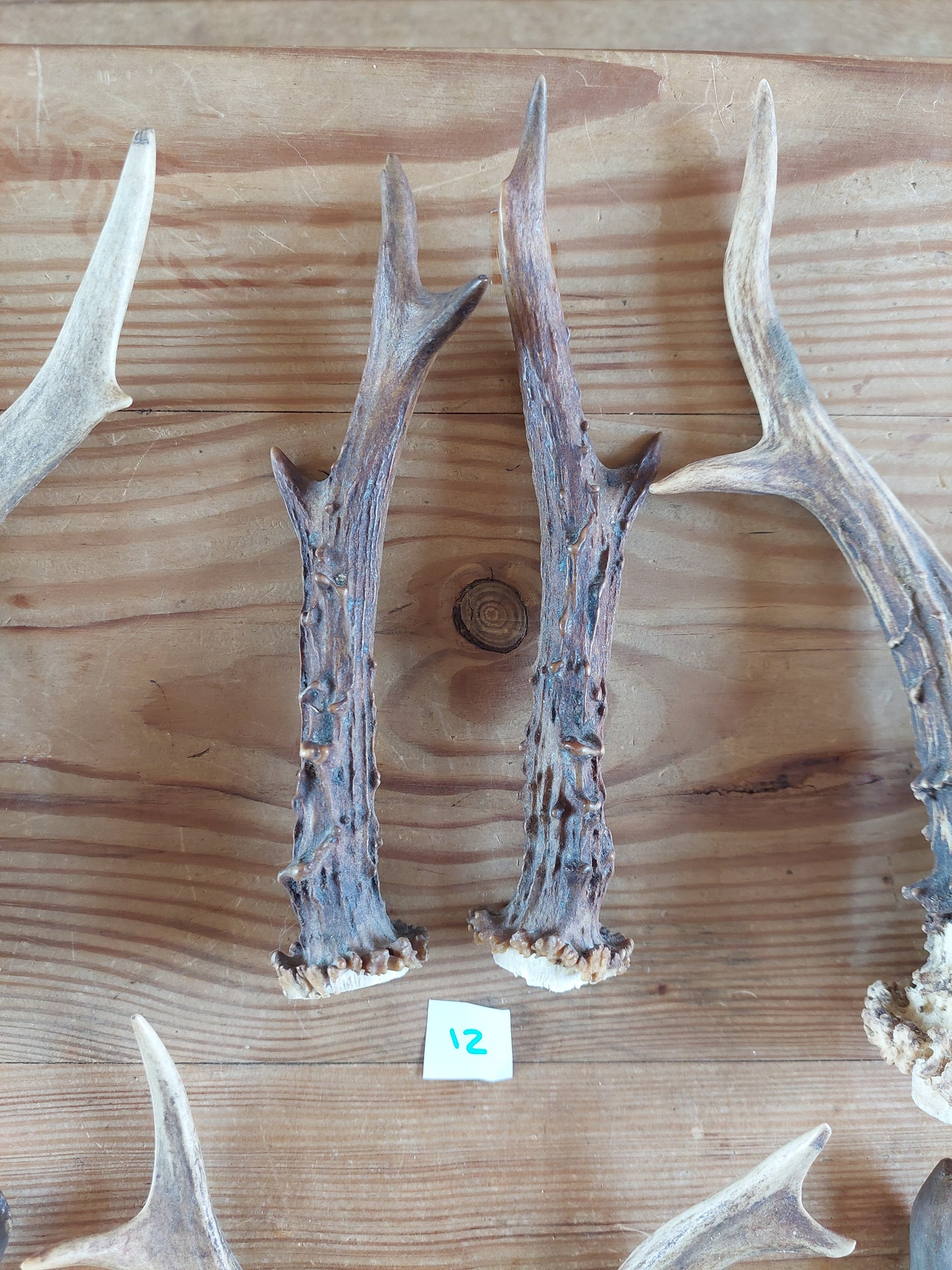 Roe deer antlers, set of two