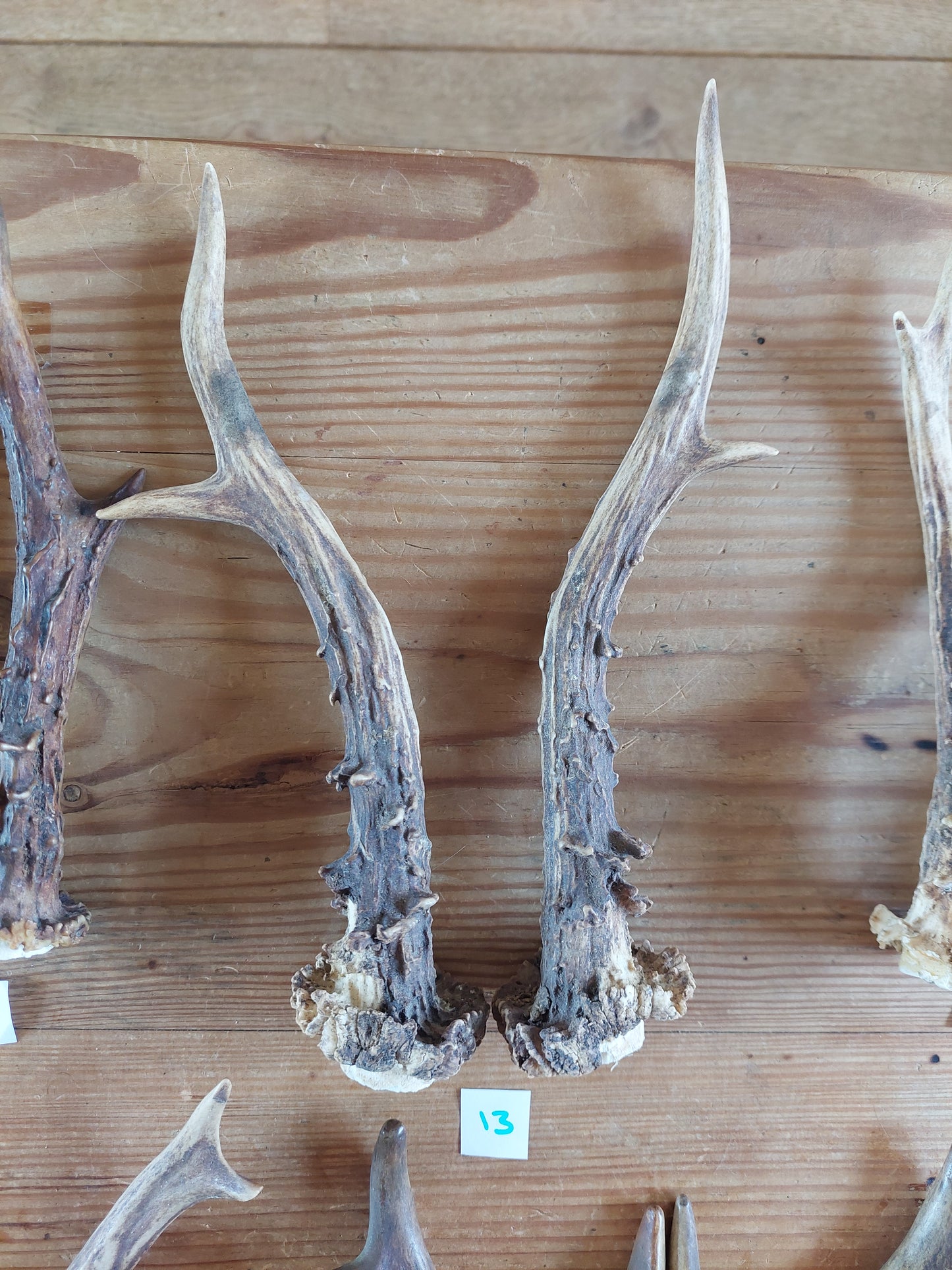 Roe deer antlers, set of two