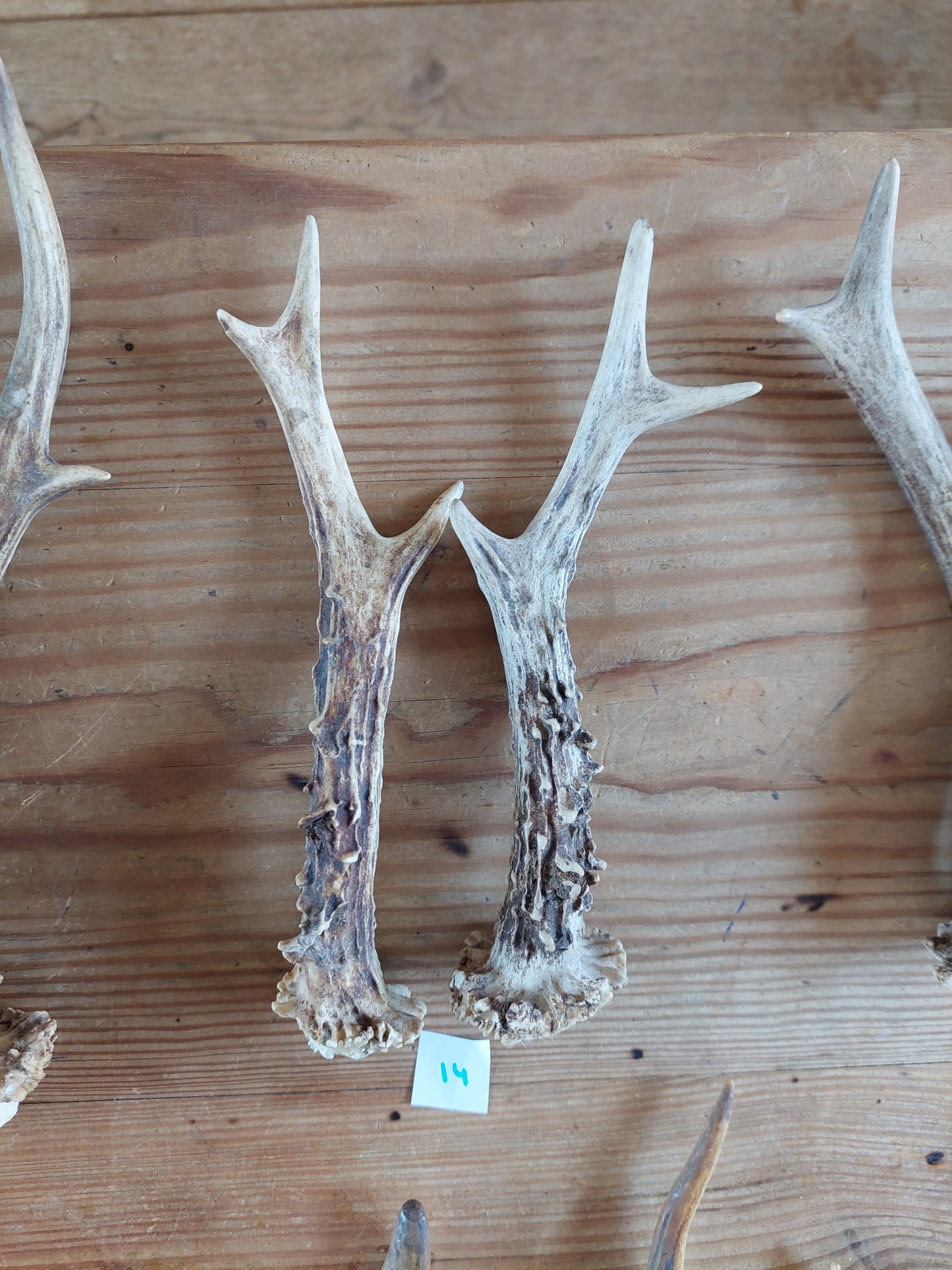 Roe deer antlers, set of two