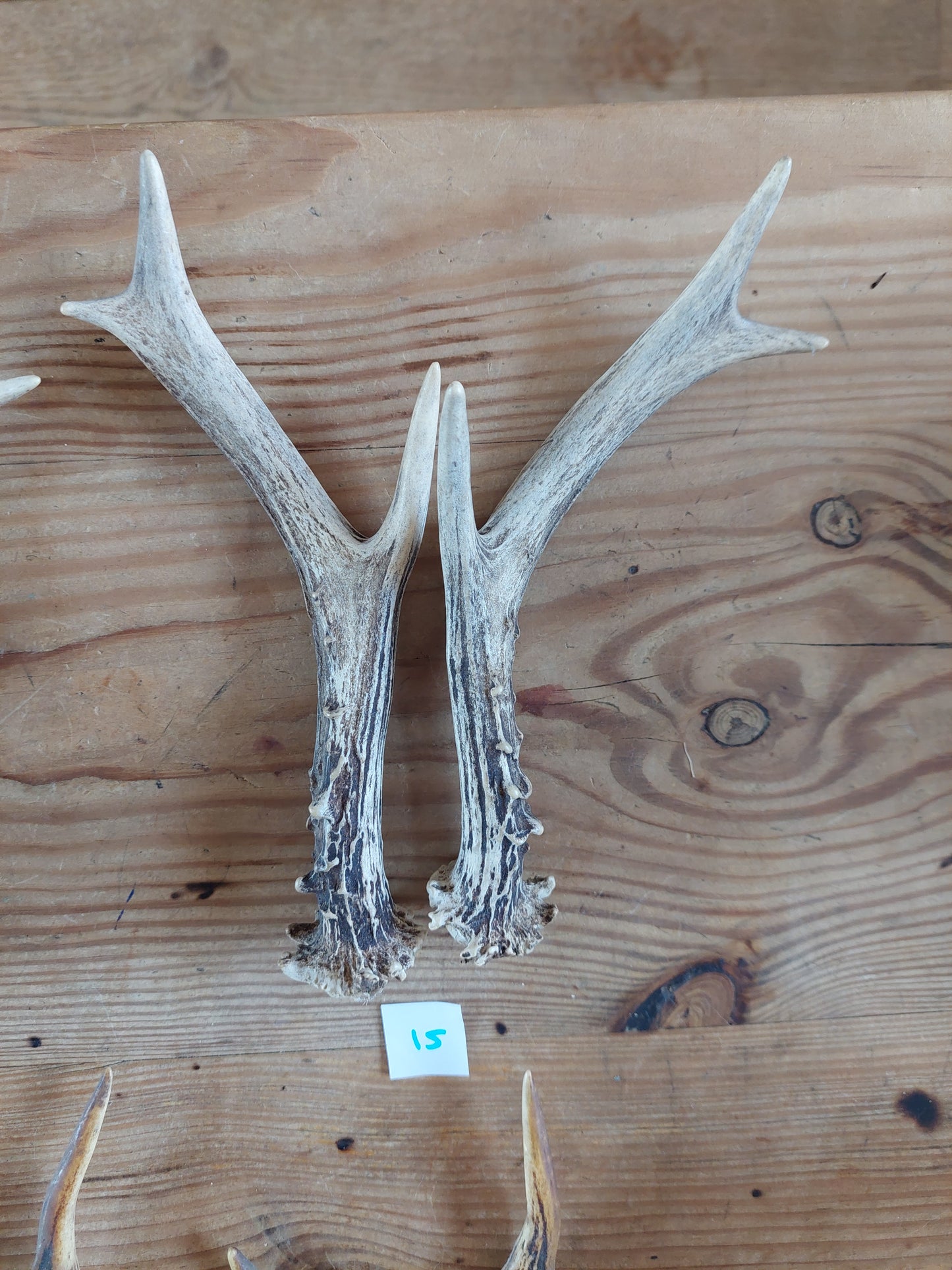 Roe deer antlers, set of two