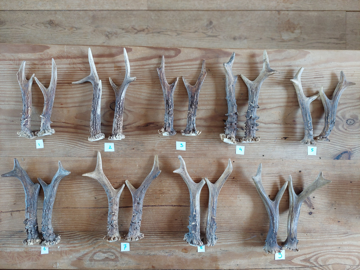 Roe deer antlers, set of two