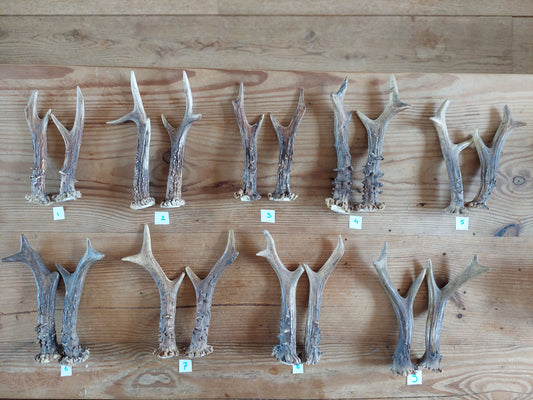 Roe deer antlers, set of two